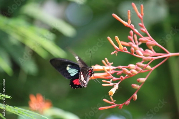 Obraz Schmetterling auf Blüte