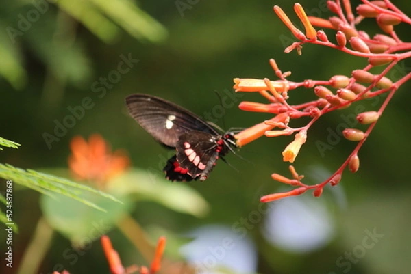 Obraz Schmetterling auf Blüte