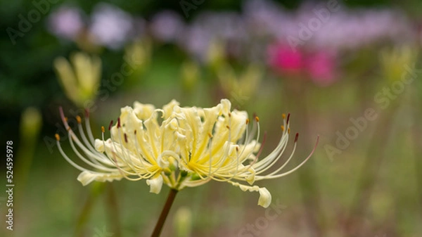 Fototapeta 黄色の彼岸花は、まるでふわふわドレスみたいだね