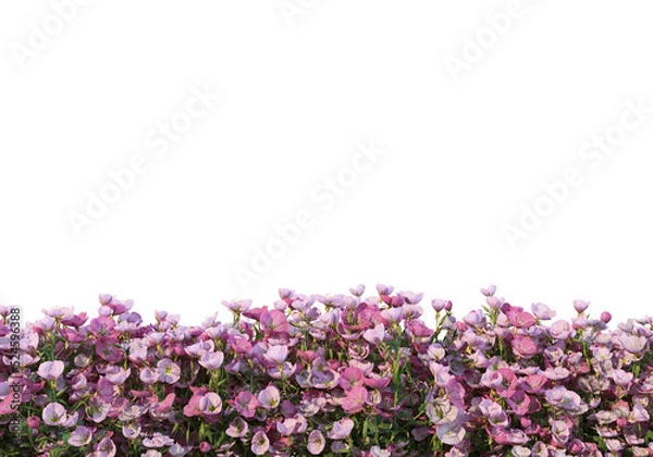 Obraz Flowers on a transparent background
