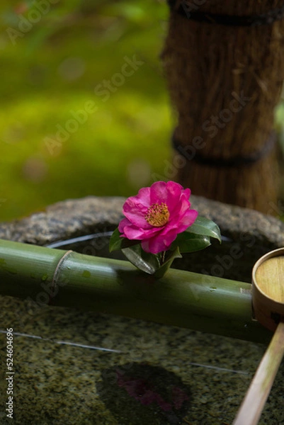 Obraz 京都　圓光寺　手水鉢と椿