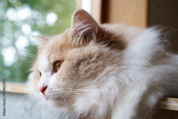 Obraz かわいい猫