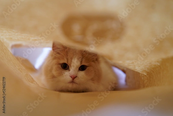 Obraz かわいい猫