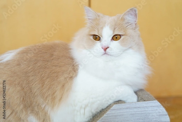 Obraz かわいい猫