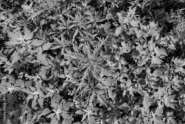 Obraz black and white background