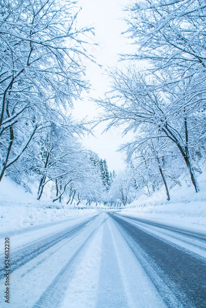 Fototapeta 雪道と林