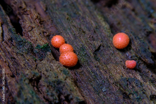 Fototapeta 変形菌　マメホコリ（未熟子実態)