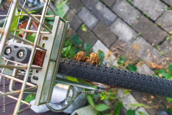 Fototapeta 仲良く並んだセミの幼虫の抜け殻