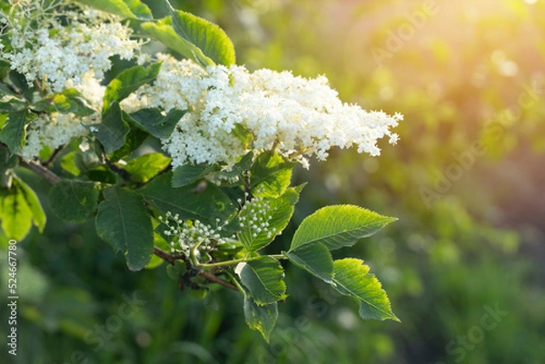 Fototapeta White flowers on a branch in the light of the setting sun. Beautiful background of spring elderberry flowers. Black elderberry is a popular shrub plant in the design of gardens