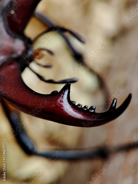 Obraz macro photo of the horn of a stag beetle