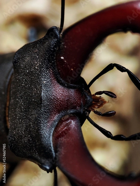 Obraz stag beetle head close-up