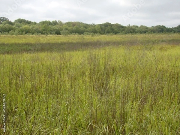 Obraz Texas grassland