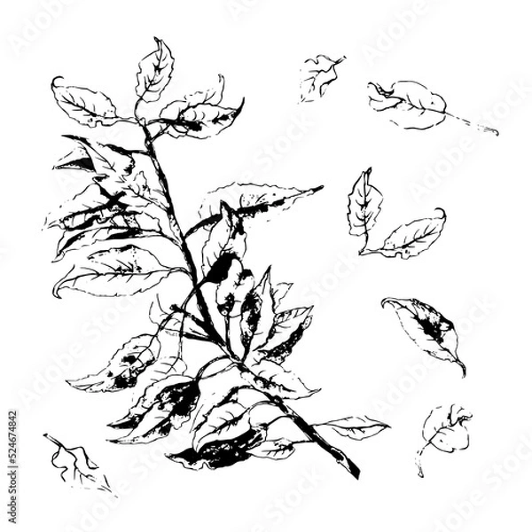 Fototapeta Black imprint of leaves on a white isolated background. Silhouette of a twig with leaves. Vector illustration