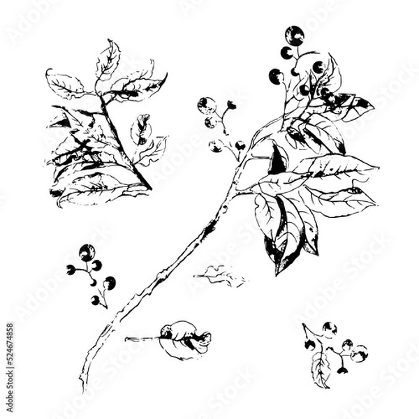 Fototapeta Black imprint of leaves on a white isolated background. Silhouette of a twig with leaves and berries. Vector illustration