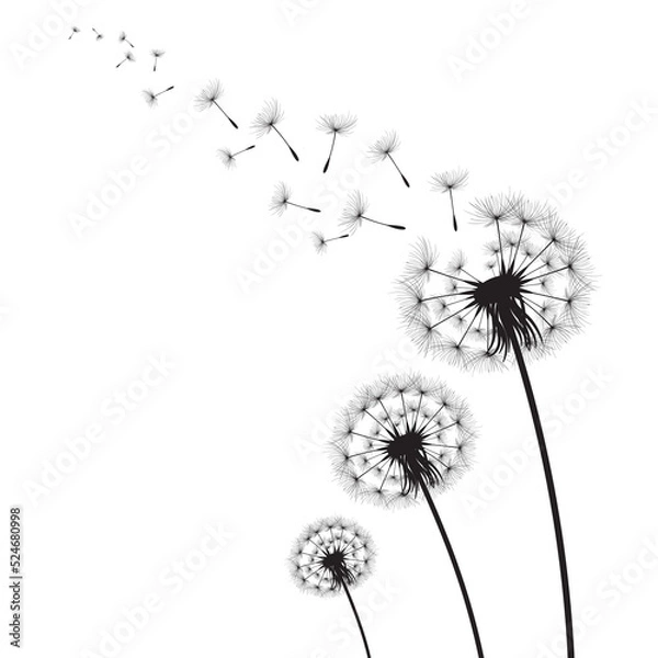 Obraz Vector illustration dandelion time. Black Dandelion seeds blowing in the wind. The wind inflates a dandelion isolated on white background.