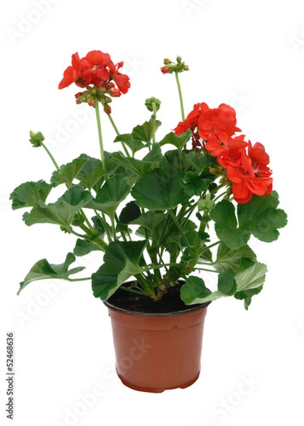 Obraz géranium zonale