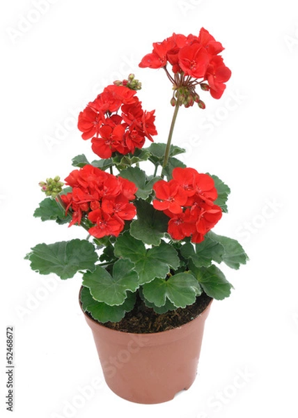 Obraz géranium zonale
