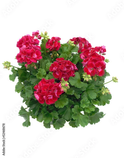 Obraz géranium zonale