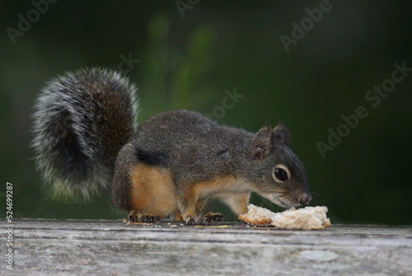 Fototapeta Westliches Grauhörnchen / Western gray squirrel / Sciurus griseus
