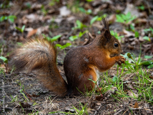 Fototapeta Small orange fluffy squirell sitting in front of camera