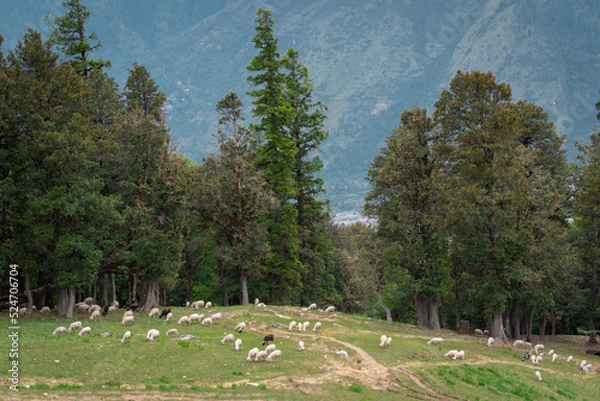 Obraz flock of sheep in Himalaya meadows in mountains. Summer season mountain landscape. Heard of sheep grazing green grass and trees in background. 