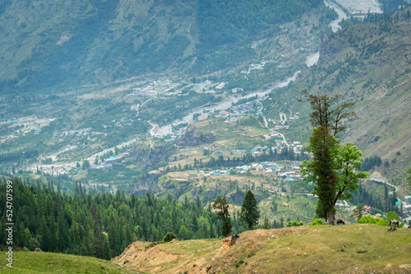 Obraz landscape in the mountains. Pine trees in the mountains of Manali, Himachal Pradesh, India. Nature background.