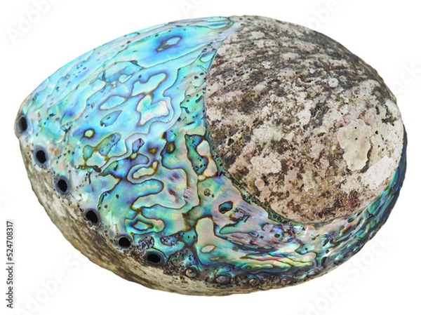 Fototapeta Papua shell PNG transparent background