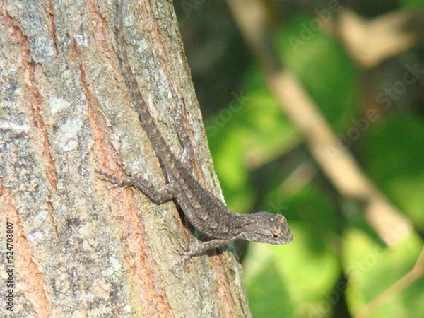 Obraz lizard on tree