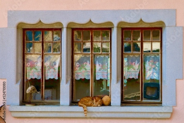 Obraz red cat asleep in window
