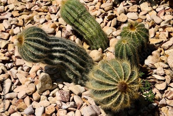 Obraz globular cactus on rock garden