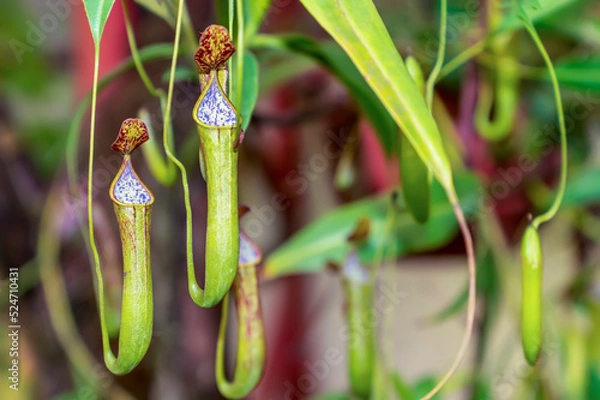 Obraz A Pitcher plant with purple spots