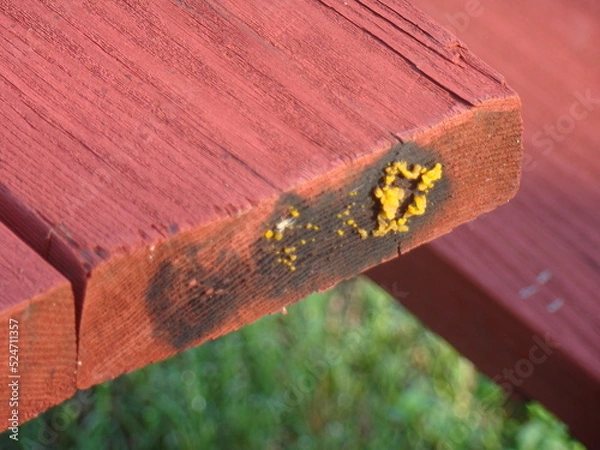 Fototapeta slime mold, mold on table