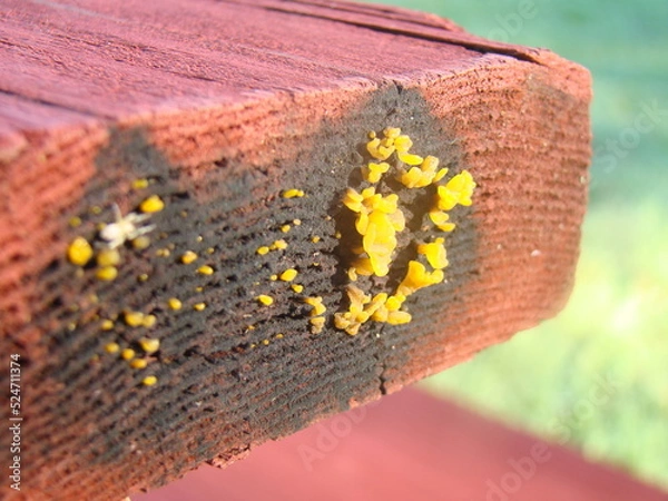 Fototapeta slime mold, mold on table