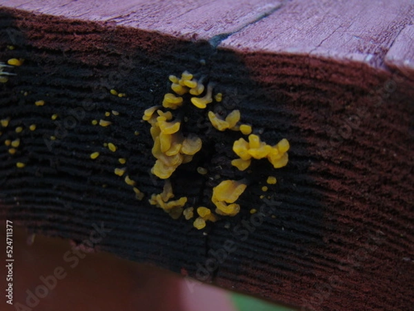 Fototapeta slime mold, mold on table