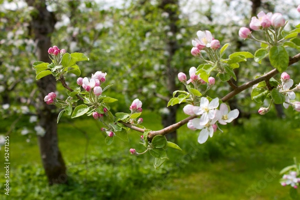 Fototapeta Blossoming apple-tree