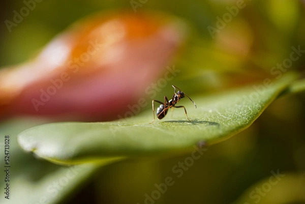 Fototapeta ant on a leaf