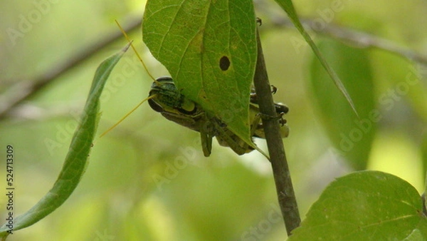 Fototapeta grasshopper on leaf
