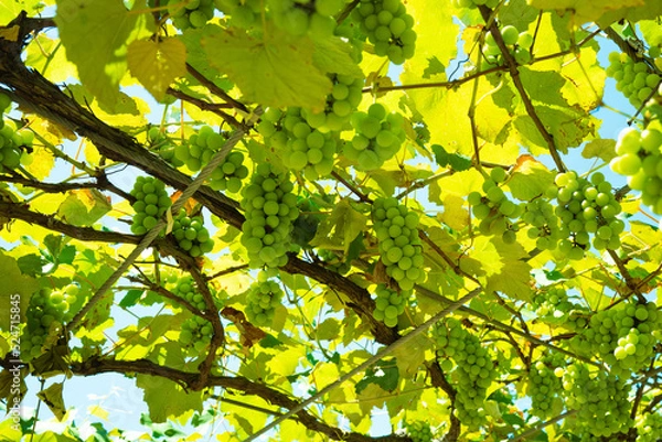 Fototapeta ぶどう-20220729