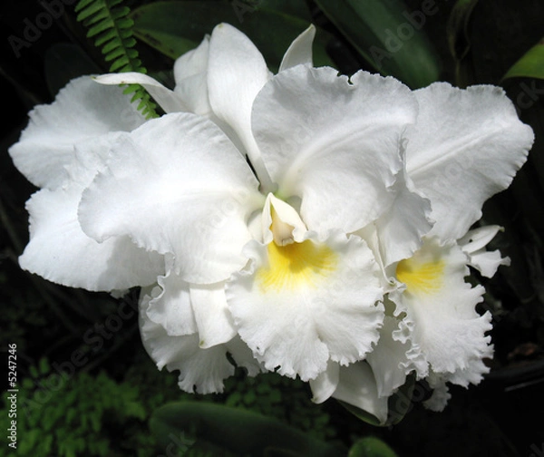 Obraz Orchids
