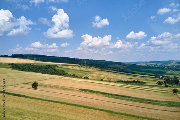 Fototapeta Aerial landscape view of green and yellow cultivated agricultural fields with growing crops on bright summer day