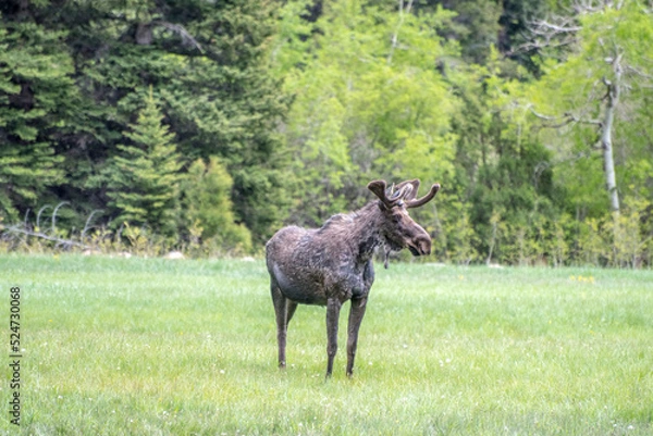 Obraz Young bull moose