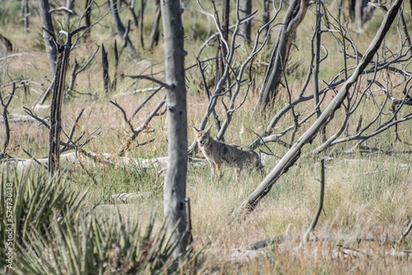 Obraz Coyote Mesa Verde 