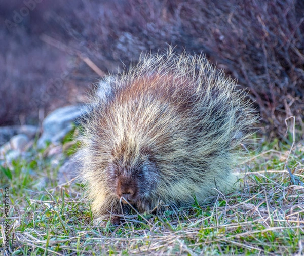Obraz Porcupine 