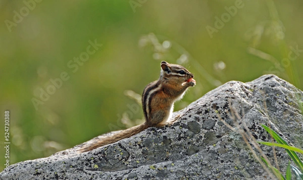 Obraz Chipmunk and strawberry