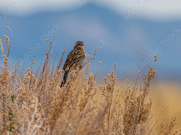 Obraz Sparrow on grass