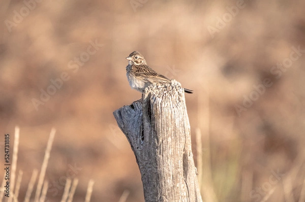 Obraz Sparrow on post