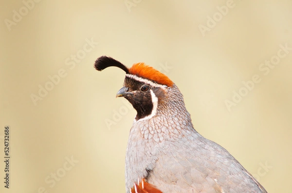 Obraz Gambel's Quail
