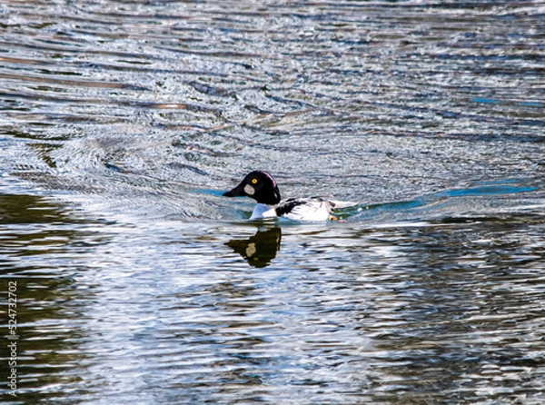 Obraz goldeneye duck