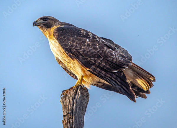 Obraz Red tailed Hawk on post