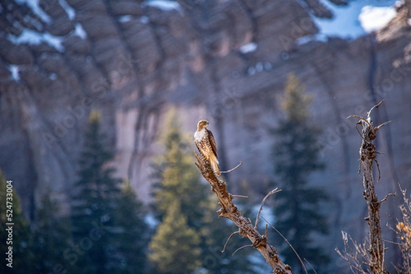 Obraz Hawk in tree in canyon